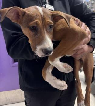 Amber** -  Pit Bull Terrier and Mixed Breed Dog for Adoption in El Paso, Texas - Amber** | PetCurious