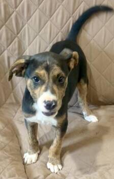 Abbott - brother to Costello -  Terrier and Mountain Cur Dog for Adoption in Horn Lake, Mississippi - Abbott - Brother To Costello | PetCurious