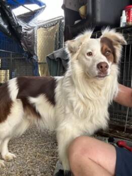 Rescue Australian Shepherd Dogs for Adoption in Ontario, California - Tramp TN | PetCurious