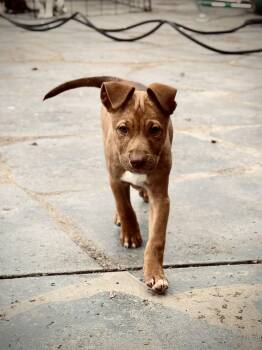 Rescue German Shepherd Dog Dogs for Adoption in Los Angeles, California - Acorn | PetCurious