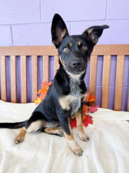 Rescue Shepherd Dogs for Adoption in North Prairie, Wisconsin - **SARAH JANE** | PetCurious