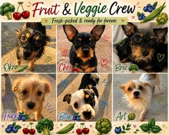 Fruit and Veggies -  Terrier Dog for Adoption in Fort Pierce, Florida - Fruit And Veggies | PetCurious