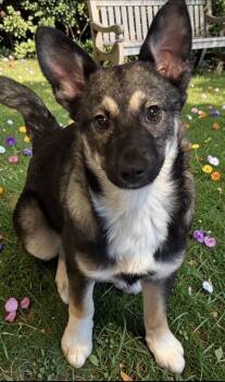 Lana -  Shepherd Dog for Adoption in Camp Pendleton North, California - Lana | PetCurious