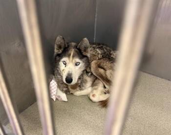 FITZ -  Husky and Mixed Breed Dog for Adoption in Omaha, Nebraska - FITZ | PetCurious