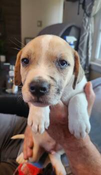 Frankie (#349) -  Australian Shepherd and Mixed Breed Dog for Adoption in Twin Lakes, Wisconsin - Frankie (#349) | PetCurious