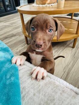 Terrier Dogs Available for Adoption in Colorado Springs, Colorado - Beach | PetCurious