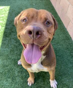 Mastiff Dogs Available for Adoption in San Marcos, California - 911 URGENT! Sweet Mastiff Girl Maddy  Is Out Of Time  | PetCurious