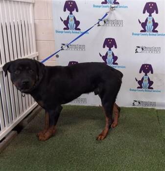 BEEFY -  Rottweiler Dog for Adoption in Orlando, Florida - BEEFY | PetCurious