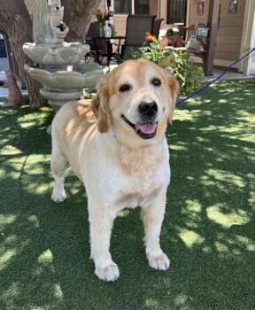 Golden Retriever Dogs Available for Adoption in Temecula, California - Remi | PetCurious