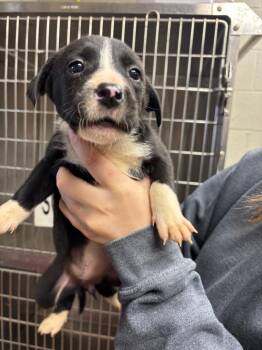 Hound and Mixed Breed Dogs Available for Adoption - Aspen | PetCurious