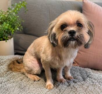 Nigel -  Shih Tzu Dog for Adoption - Nigel | PetCurious