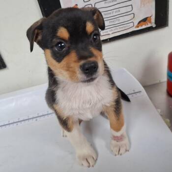 Park -  Dachshund and Cardigan Welsh Corgi Dog for Adoption - Park | PetCurious