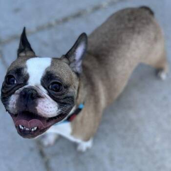 French Bulldog and Mixed Breed Dogs Available for Adoption in Janesville, Wisconsin - Jackson Phoenix | PetCurious