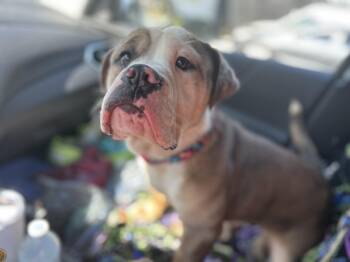 American Bulldog Dogs Available for Adoption - Junior  | PetCurious