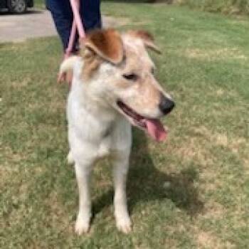 Rescue Cattle Dog Dogs for Adoption in Corsicana, Texas - Freckles D47262 | PetCurious