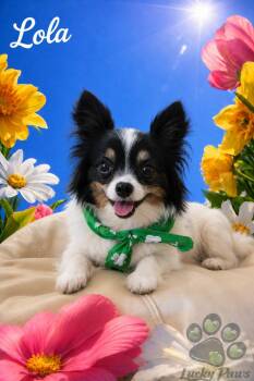Bonded Pair - Mason & Lola -  Papillon Dog Available for Adoption in Oswego, South Carolina - Bonded Pair - Mason & Lola | PetCurious