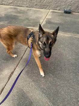 Hopper -  German Shepherd Dog Dog for Adoption in Urbana, Illinois - Hopper | PetCurious