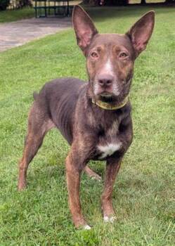 BINDI -  Australian Kelpie and Mixed Breed Dog for Adoption in Akron, Ohio - BINDI | PetCurious