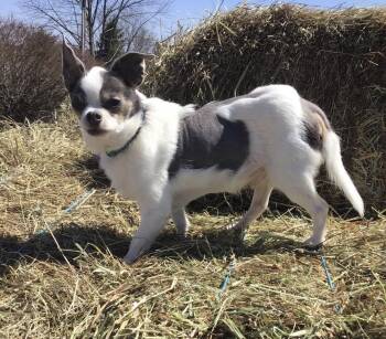 Chihuahua Dogs Available for Adoption in Tyler Hill, Pennsylvania - Alvin | PetCurious