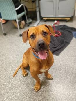 Jack Jack -  Mastiff and Mixed Breed Dog for Adoption in Westland, Michigan - Jack Jack | PetCurious