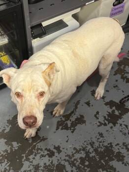 Rescue Boxer Dogs for Adoption in Berea, Kentucky - Doodle | PetCurious