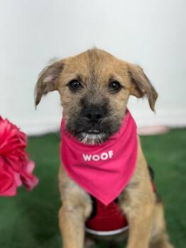 Merlin-One of our Amazing Rescue Dogs -  Border Terrier and Husky Dog for Adoption in Carlsbad, California - Merlin-One Of Our Amazing Rescue Dogs | PetCurious