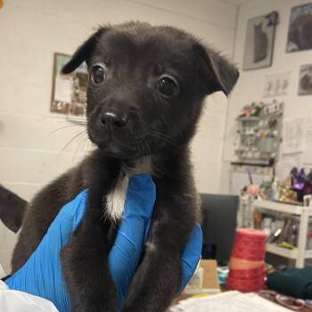 Amigo -  Chihuahua and Terrier Dog for Adoption in Edinburg, Texas - Amigo | PetCurious