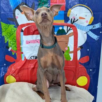 Mario -  Miniature Pinscher Dog for Adoption in St. Augustine, Florida - Mario | PetCurious