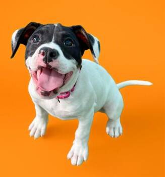 Pit Bull Terrier and Mixed Breed Dogs Available for Adoption - SWEET TART | PetCurious