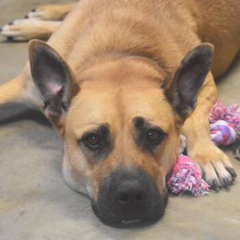 Shepherd Dogs Available for Adoption in Ottawa, Kansas - Chelsea | PetCurious