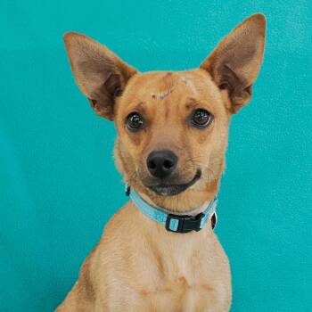 BOW WOW -  Chihuahua and Mixed Breed Dog for Adoption in Richmond, California - BOW WOW | PetCurious