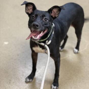 Valentina -  Pit Bull Terrier and Mixed Breed Dog for Adoption in Riverside, California - Valentina | PetCurious
