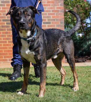 Dobey -  Shepherd Dog for Adoption in Stillwater, Oklahoma - Dobey | PetCurious