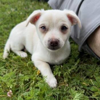 Almita -  Chihuahua Dog for Adoption in Chicago, Illinois - Almita | PetCurious