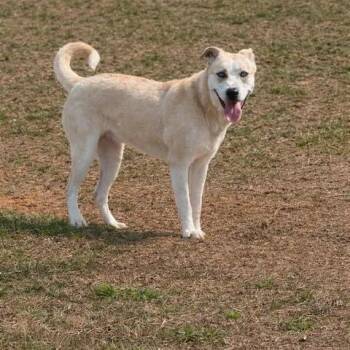 Mixed Breed Dogs Available for Adoption in Leesburg, Georgia - Kira | PetCurious