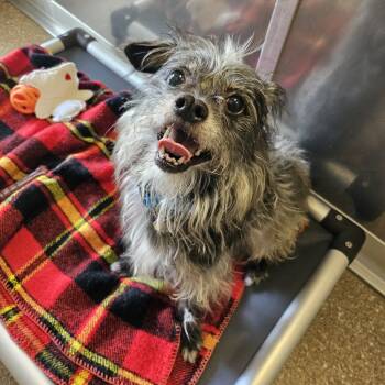 Rescue Mixed Breed Dogs for Adoption in Sonoma, California - Griffin | PetCurious