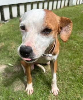 Remy -  Jack Russell Terrier Dog for Adoption in Wando, South Carolina - Remy | PetCurious