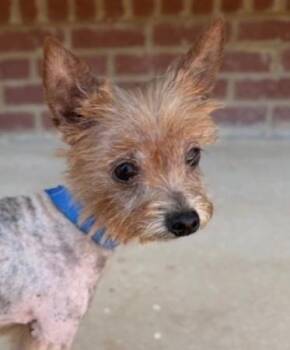Yorkshire Terrier and Mixed Breed Dogs Available for Adoption in Barnesville, Georgia - 26-330 Boss | PetCurious