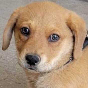 Mixed Breed Dogs Available for Adoption - Cheddar | PetCurious