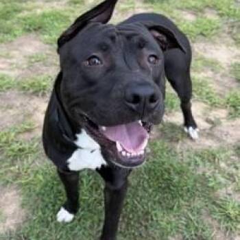 Itachi (ID 52692) -  Pit Bull Terrier and Cane Corso Dog for Adoption in Manassas, Virginia - Itachi (ID 52692) | PetCurious
