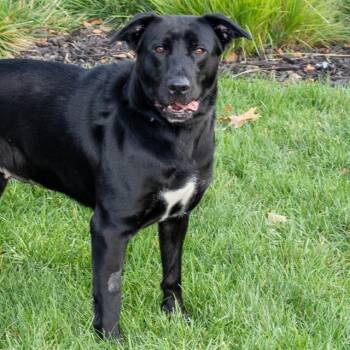 REMI -  German Shepherd Dog and Mixed Breed Dog for Adoption in St. Louis, Missouri - REMI | PetCurious