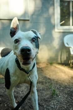 Nelson -  Terrier Dog for Adoption in Floyd, Virginia - Nelson | PetCurious