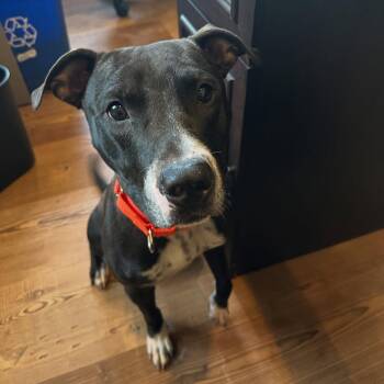Mr. Bones -  Pit Bull Terrier Dog for Adoption in Baltimore, Maryland - Mr. Bones | PetCurious