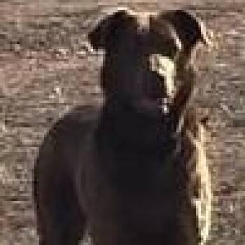 Lydia -  Chesapeake Bay Retriever and Labrador Retriever Dog for Adoption in Chino Valley, Arizona - Lydia | PetCurious