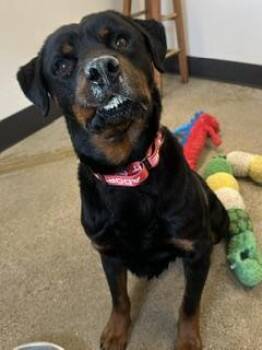 Rottweiler Dogs Available for Adoption in Cleveland, Ohio - Monte | PetCurious