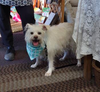 Rescue Terrier Dogs for Adoption in Golden Valley, Arizona - Charlie | PetCurious