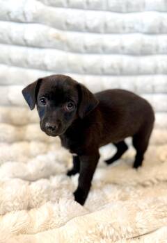 Rescue Chihuahua Dogs for Adoption in Iron Ridge, Wisconsin - Azul | PetCurious