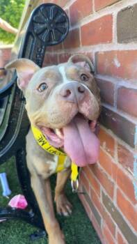Flame -  Pit Bull Terrier and Mixed Breed Dog for Adoption in Atlanta, Georgia - Flame | PetCurious