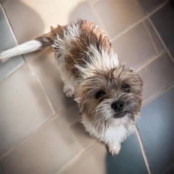 Presley -  Yorkshire Terrier Dog for Adoption in Sequatchie, Tennessee - Presley | PetCurious