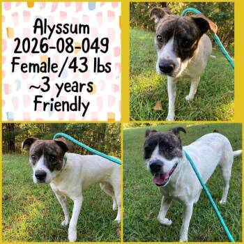 2026-08-049 *Alyssum* -  Australian Cattle Dog Blue Heeler Dog for Adoption in Winder, Georgia - 2026-08-049 *Alyssum* | PetCurious